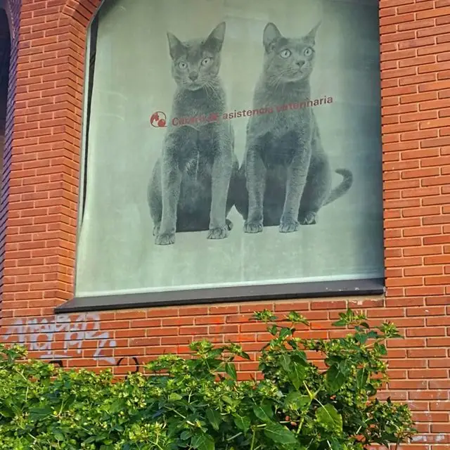 mural gatos